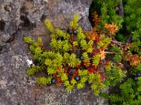 Beerenstrauch auf Stein